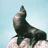 foca.jpg